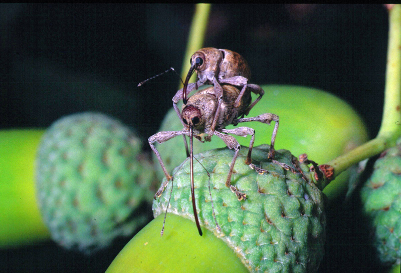 Curculio elephas